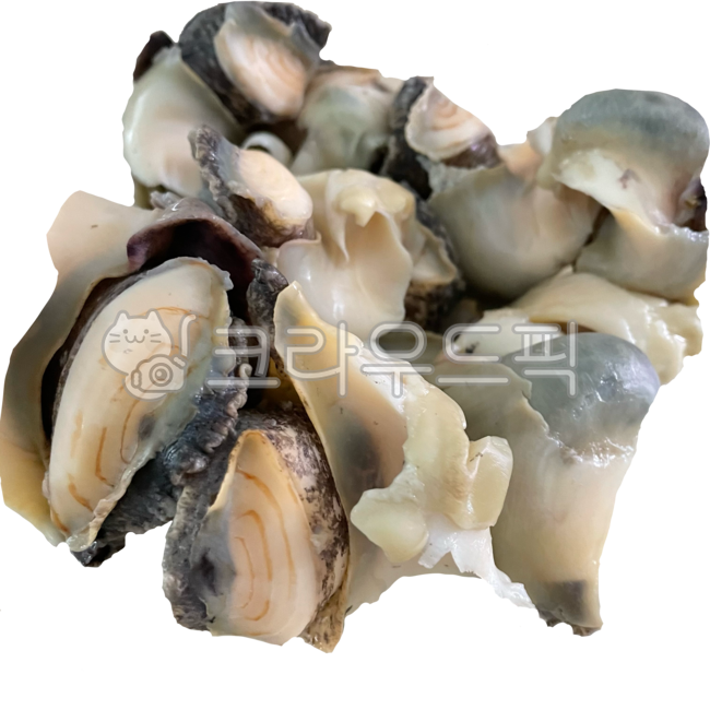 conch,seafood,Wang Sora,turbanshell,Boiled conch,shellfish,sea animals,true conch,Steamed sea conch,animal,sea creatures,topshell,invertebrates,seaanimal,horn conch,marine life,fish and shellfish