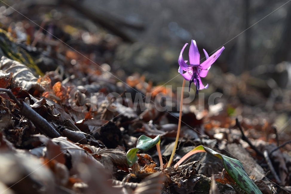 얼레지,봄,야생화,꽃,화야산,경기도,봄꽃,감성,햇살,그림자,Erythroniumjaponicum,가재무릇,백합과,얼레지속,바람난여인,질투,식물,식생,자연,식물,자연,plants,nature,꽃,flower