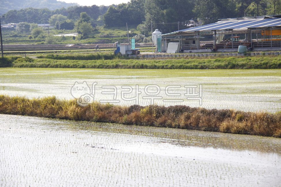 field,필드,옥외,farm,패디필드,농장,paddyfield,자연,nature,outdoors,논,모내기,모,시골,전원