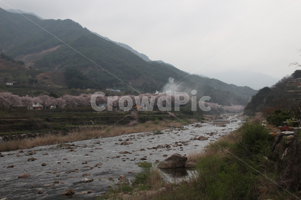 쌍계사,벚꽃길,벚꽃,꽃,시냇물,냇물,냇가,하동,한국,시골,마을,풍경,landscape,country,rural,town