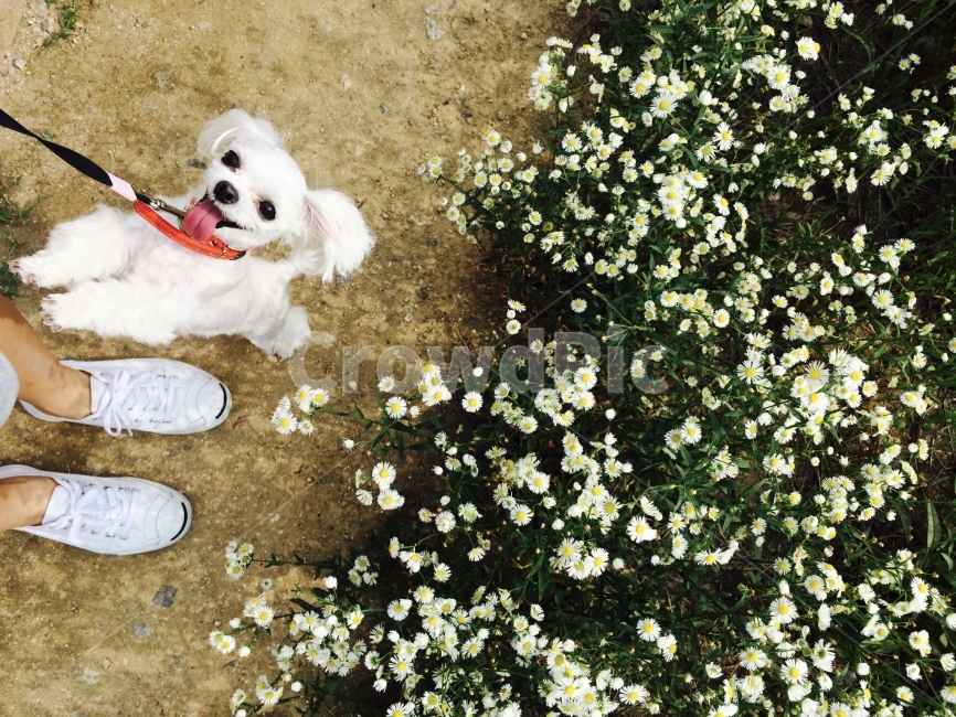 강아지,말티즈,개,반려견,애완견,산책,강아지산책,동물,animal,포유류,mammal,개,강아지,dog,doggy