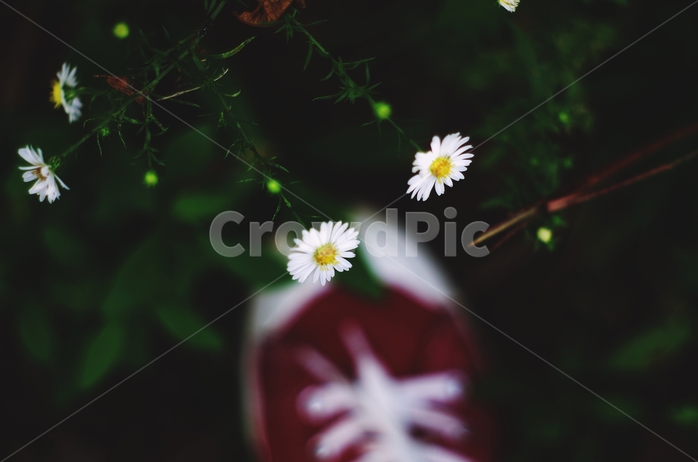 들꽃,꽃,그리움,빨강,시선,계란꽃,식물,자연,plants,nature,꽃,flower