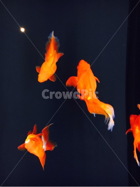 animal,동물,fish,물고기,goldfish,금붕어