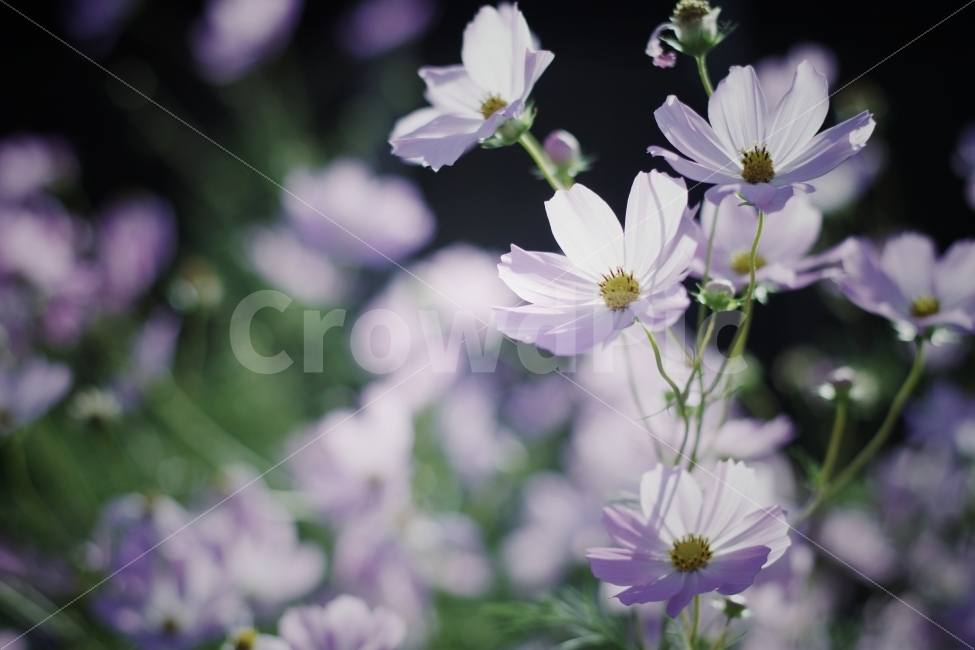 코스모스,가을,꽃,빛,식물,아웃포커싱,가을,계절,fall,autumn,season,식물,자연,plants,nature,꽃,flower,감성,sensible,feeling,plant