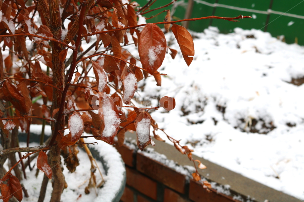 blueberry,nature,crystal,tree,winter,deciduous leaves,ice,azalea,winter snow,leaf,water,outdoor,blueberry tree,leaves,snow,snow crystal,flowerpot,plant,red leaf,garden,rooftop