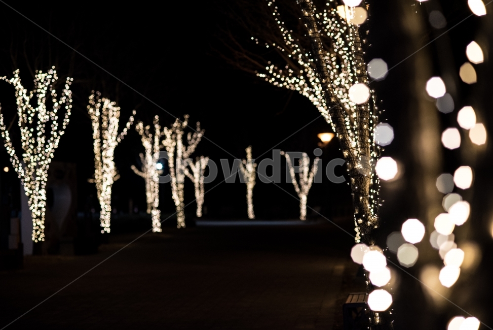 보케,불빛,전구,겨울밤,불빛축제,야경,나무,불꽃,밤거리,감성,감성사진,배경사진,야경,밤,풍경,nightscape,night,landscape,lighting,조명,nature,자연,outdoors,옥외,water,물