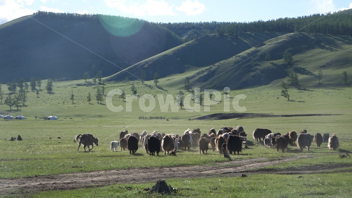 자연,nature,야크,동물,초원,grass,field,몽골,몽고,MONGOLIA