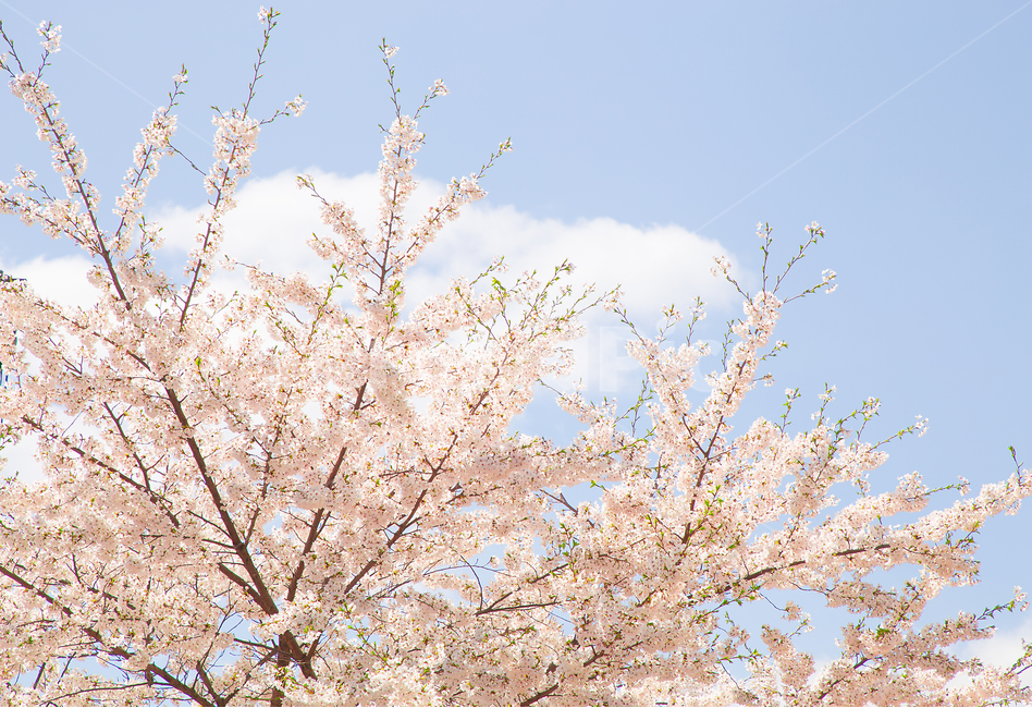 봄,벚꽃,꽃,봄꽃,감성사진,봄,계절,spring,season,식물,자연,plants,nature,꽃,flower,감성,sensible,feeling,plant,blossom,cherry blossom