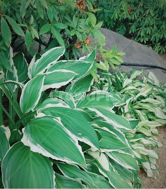 초록,생기,풀,식물,연두,식물,자연,plants,nature