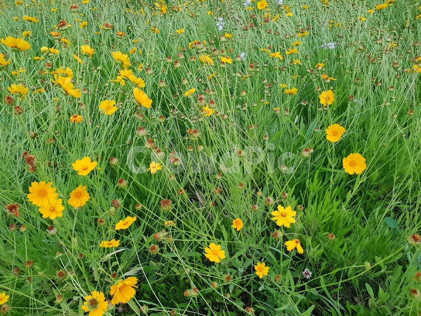 꽃,들꽃,풀,flower,노란색