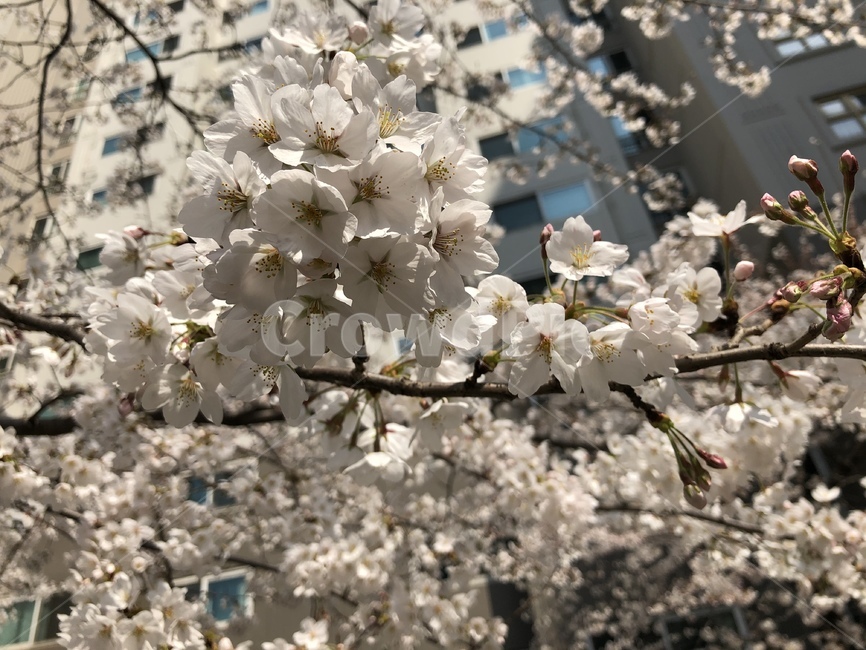 plant,식물,꽃,flower,벚꽃,blossom,봄,spring
