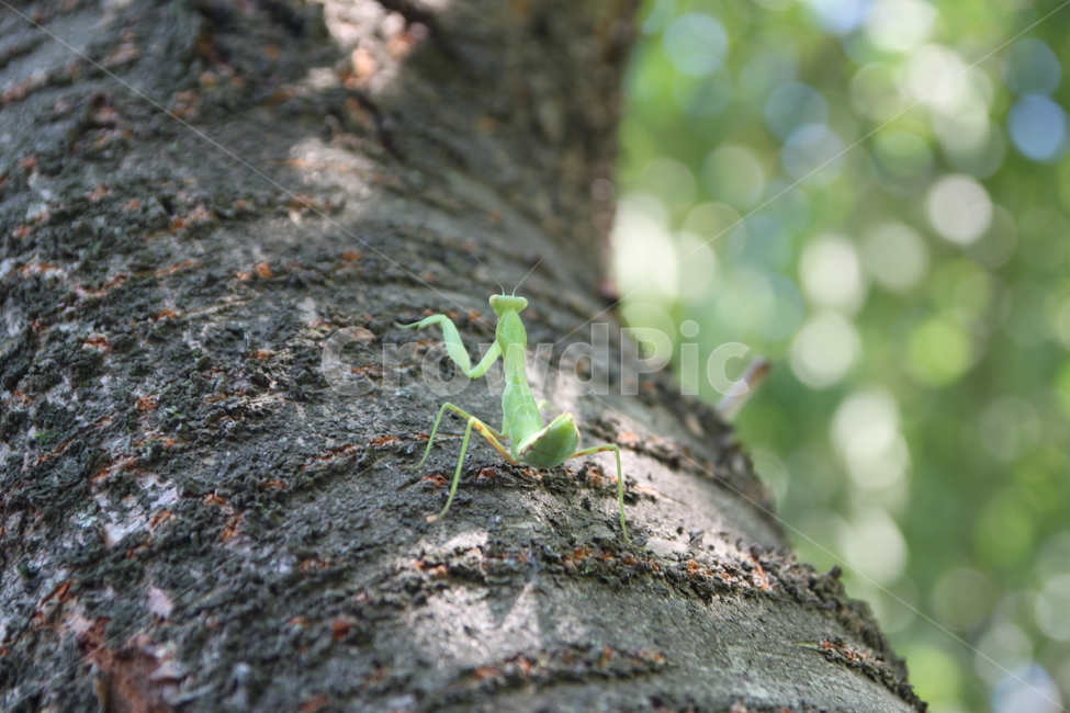 곤충,사마귀,오르다,나무위,한마리,동물,곤충,벌레,insect,bug
