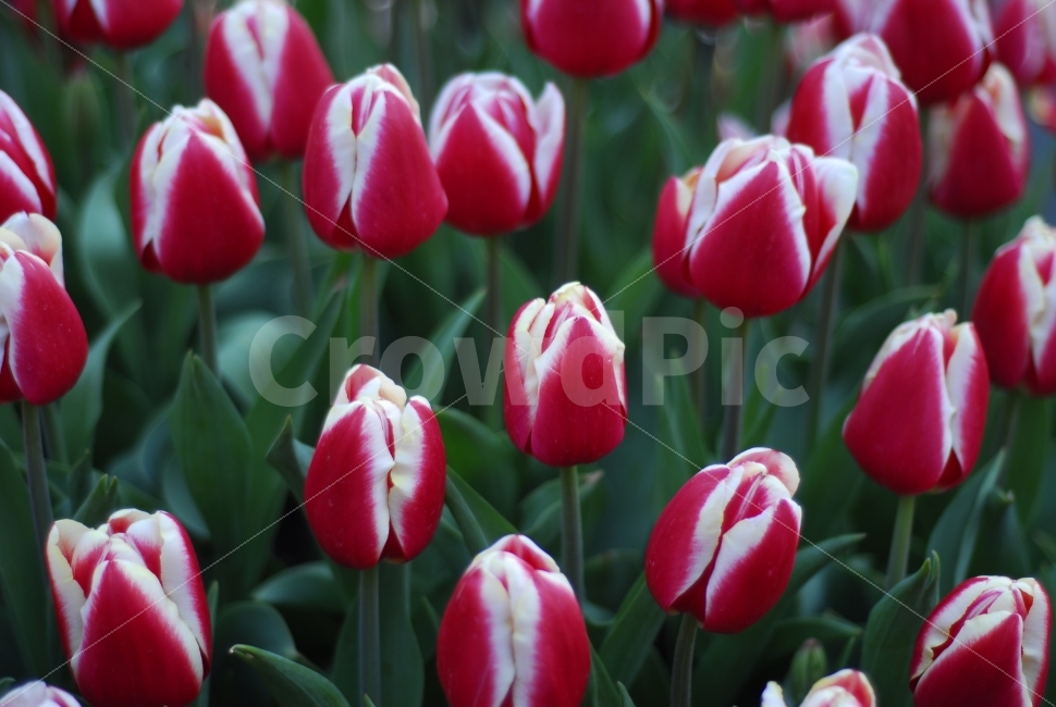 튤립,꽃밭,봄,꽃,빨간색,풍경,봄꽃,계절,야외,주간,봄,계절,spring,season,식물,자연,plants,nature,꽃,flower,plant,blossom