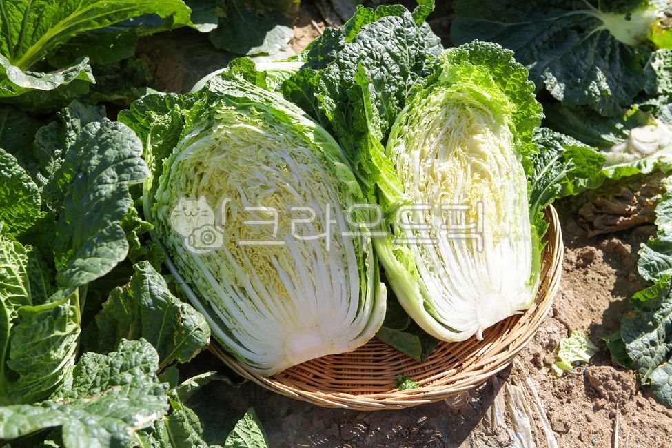 배추, cabbage, 자른배추, food, 채소, 사진,이미지,일러스트,캘리그라피 - 카메라든오빠작가