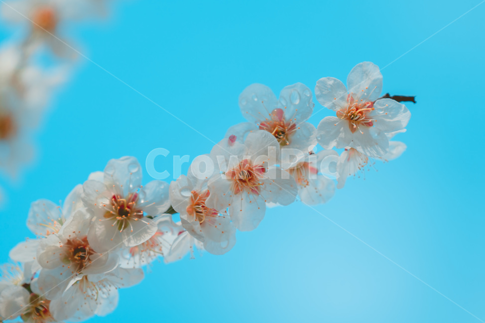 매화,하늘,sky,꽃,매화꽃,봄,계절,spring,season,식물,자연,plants,nature,꽃,flower,색깔,색상,색채,색감,color sense,color sensitivity,feeling of color,plant,blossom