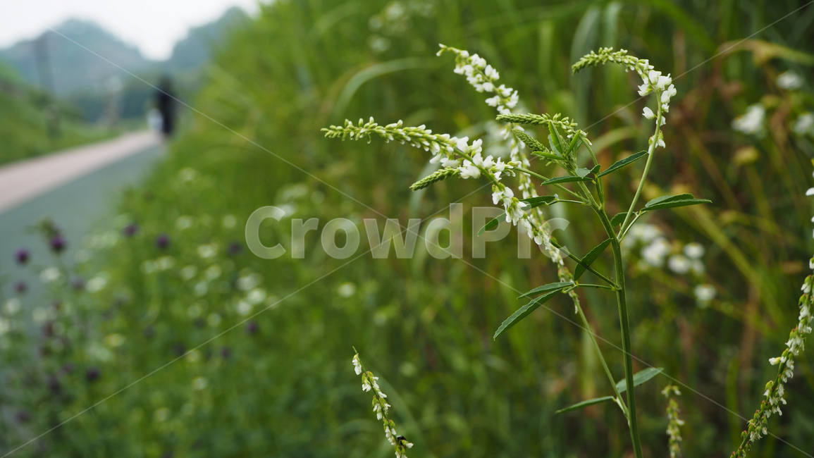 야생화,꽃,흰색,wildflower,flower,white
