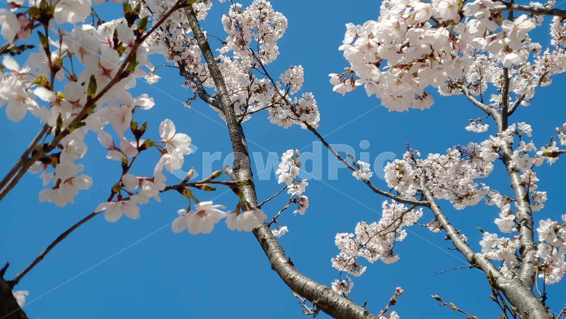 벚꽃,봄,나무,꽃,하늘,파랑,분홍,청량,가지,봄,계절,spring,season,plant,식물,blossom,flower,cherry blossom