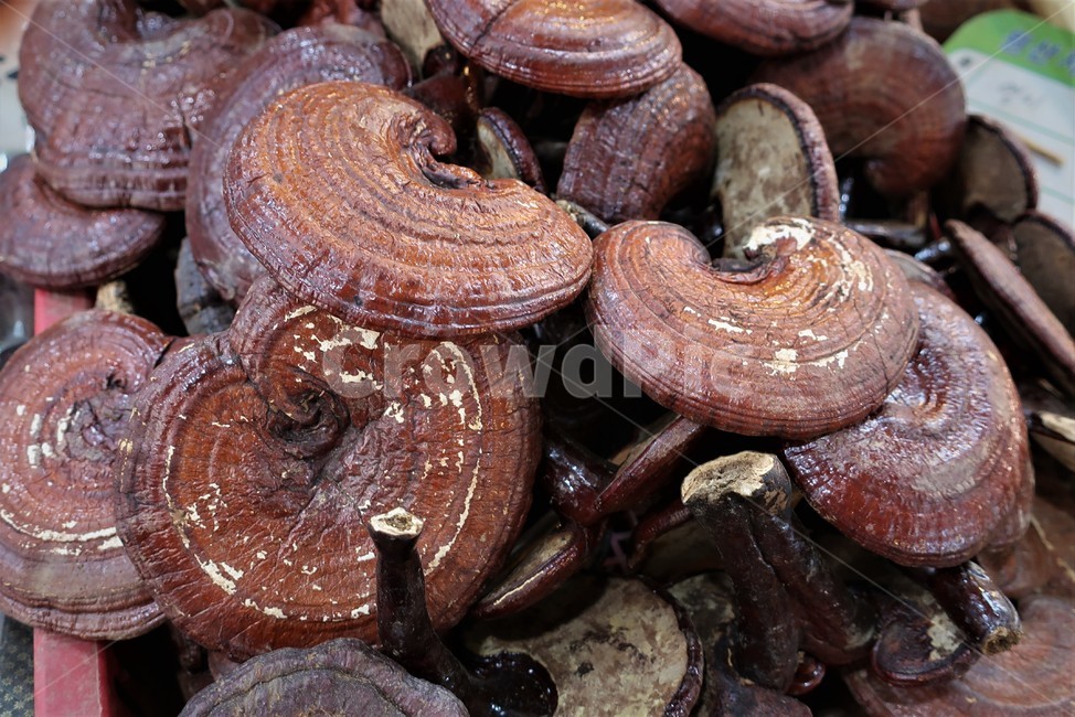 영지버섯,버섯,약재,한방,야생,한약재,약용,약령시,약령시장,자연산,버섯,mushroom