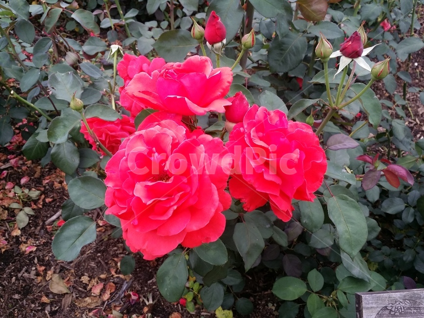 장미,꽃,빨간색,식물,장미꽃,rose,flower,plant