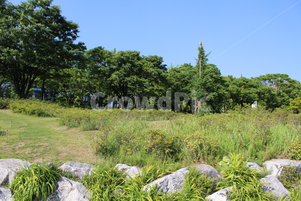 언덕,산,숲속길,수풀,숲속,자연,풍경,nature,landscape,outdoors,옥외,grassland,목초지,field,들