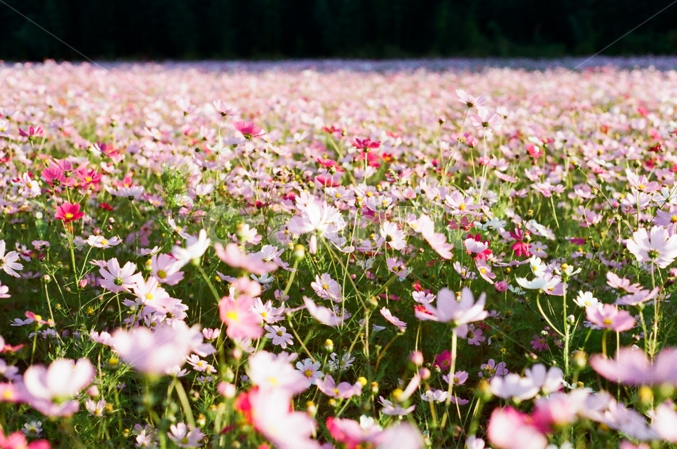 코스모스,꽃,감성,필름,가을,가을,계절,fall,autumn,season,petal,꽃잎,flower,plant,식물,blossom,spring,봄,field,들,nature,자연,outdoors,옥외