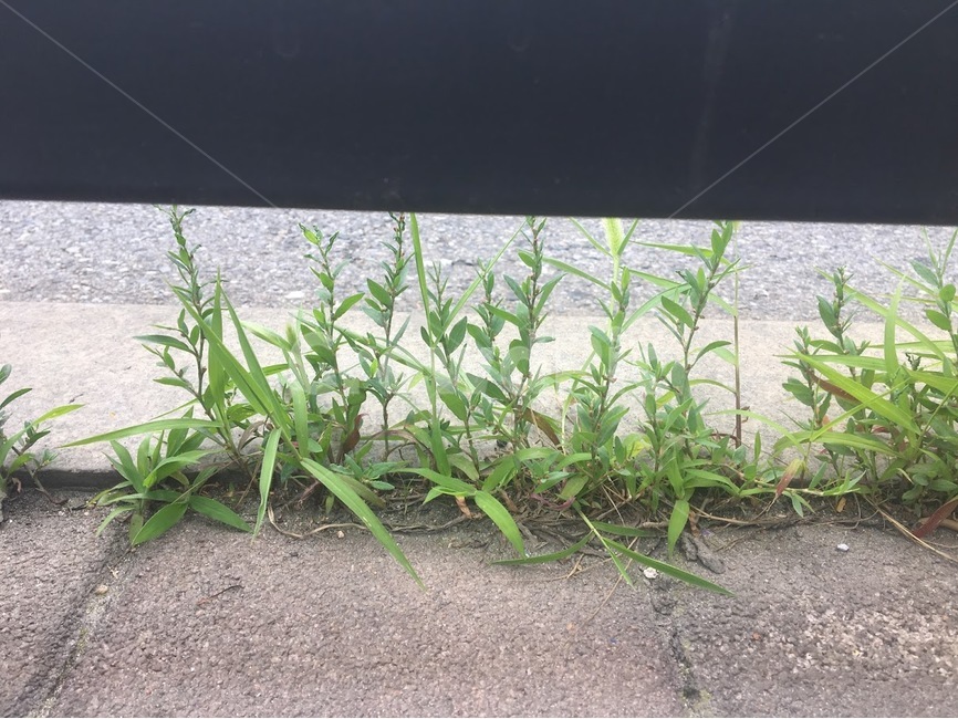 길가,들풀,야생화,정류장,희망,식물,자연,plants,nature