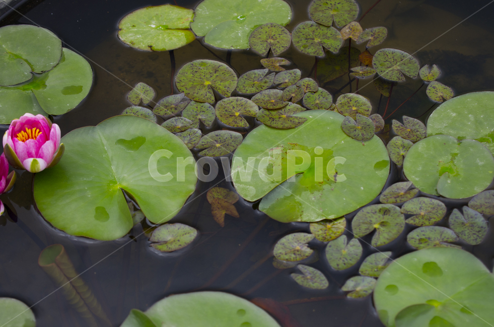 연꽃,연못,여름,꽃,분홍,감정,감성,자연,계절,뷰티,lotus,summer,풍경,풍경사진,감성사진,정취
