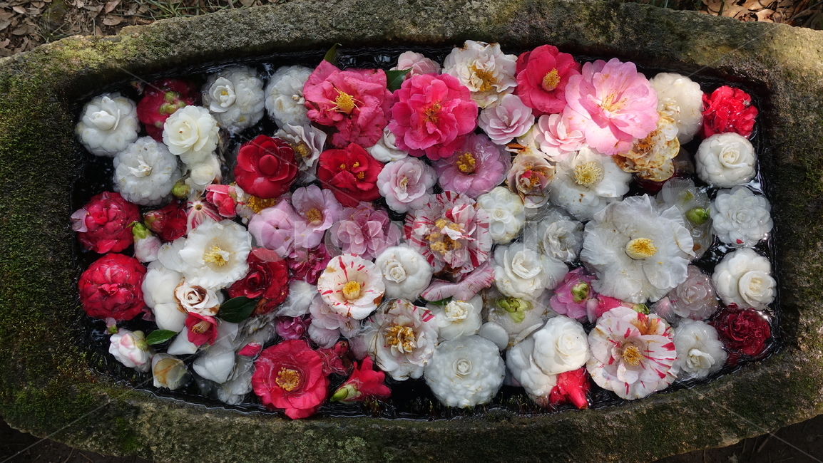 꽃,동백꽃,꽃잎,flower,petal,spring,봄,season,weather,plant,식물,flowerarrangement,꽃꽂이,blossom,꽃송이,식물,자연,plants,nature