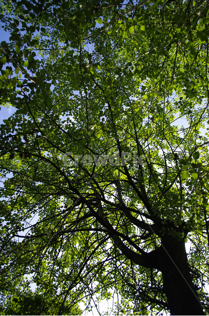 나무,잎,초록,신록,식물,식물,자연,plants,nature,나무,trees,wood