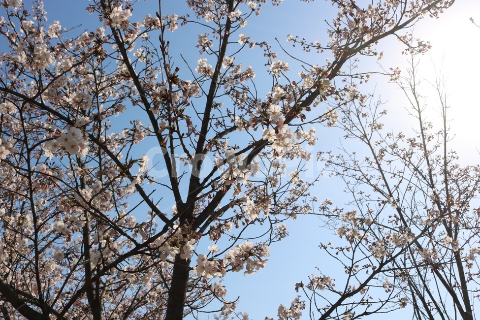 벚꽃,꽃,나무,하늘,해,햇빛,cherryblossoms,flower,tree,sky,sun,sunshine,pink,skyblue,봄,계절,spring,season,식물,자연,plants,nature,꽃,flower,plant