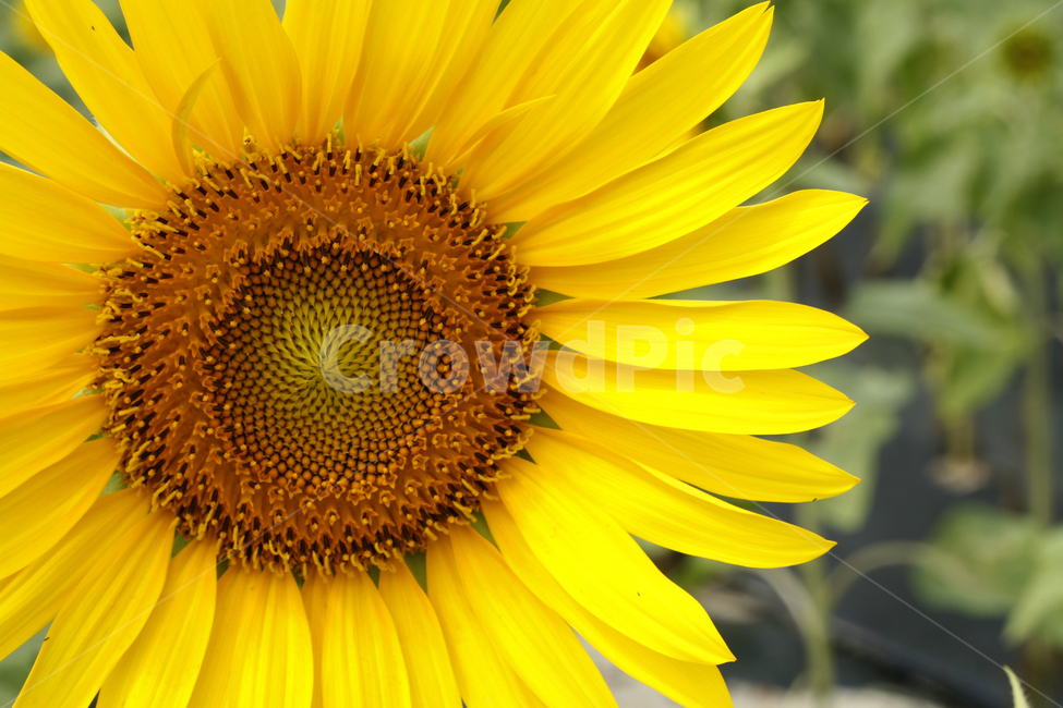 해바라기,여름,해바라기꽃,식물,해바라기씨,꽃잎,식물,자연,plants,nature,꽃,flower
