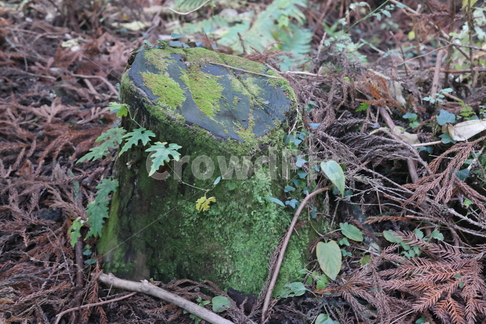 숲,나무,풀,햇빛,자연,나무들,숲길,산,그린,초록색,날씨,빛,식물,자연,plants,nature,나무,trees,wood