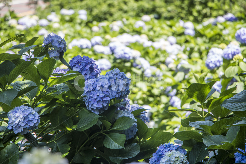 수국,꽃,자연,식물,잎,배경,백그라운드,여름,풍경,경치,식물,자연,plants,nature,꽃,flower