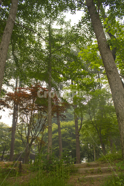 남이섬,나미나라,남이아일랜드,춘천,한국,대한민국,아시아,자연,나무기둥,나무,숲,숲속,녹색,그린,초록색,여름,낮,산림,풀,잡초,풀밭,로우앵글,로우,나무계단,계단,식물
