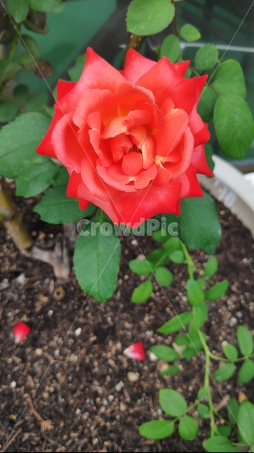 plant,식물,꽃,장미,rose