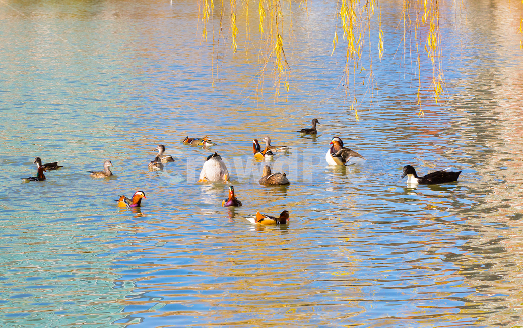 자연,동물,새,원앙,원앙새,야생,야생동물,연못,호수,저수지,겨울,텃새,bird,animal,water,outdoors,옥외,풍경,duck,waterfowl,물새,오리,물오리,비상,동물,animal,조류,새,birds