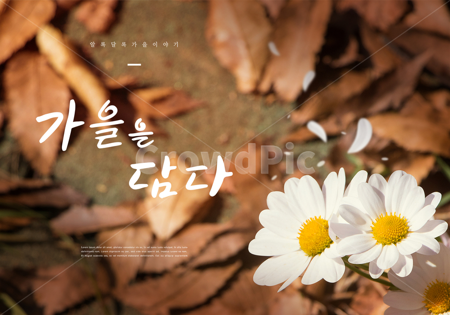 가을,감성,꽃,낙엽,꽃잎,배경,풍경,캘리그래피,캘리,손글씨,한글,문구,글귀,타이틀,엽서,붓글씨,캘리그라피,가을,계절,fall,autumn,season,캘리그라피,손글씨,calligraphy,plant,식물,daisies,데이지,blossom,flower,daisy