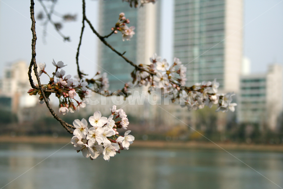 벚꽃,봄,봄날,감성,spring,flower,풍경,식물,꽃,분홍색,봄,계절,spring,season,식물,자연,plants,nature,꽃,flower,plant,blossom