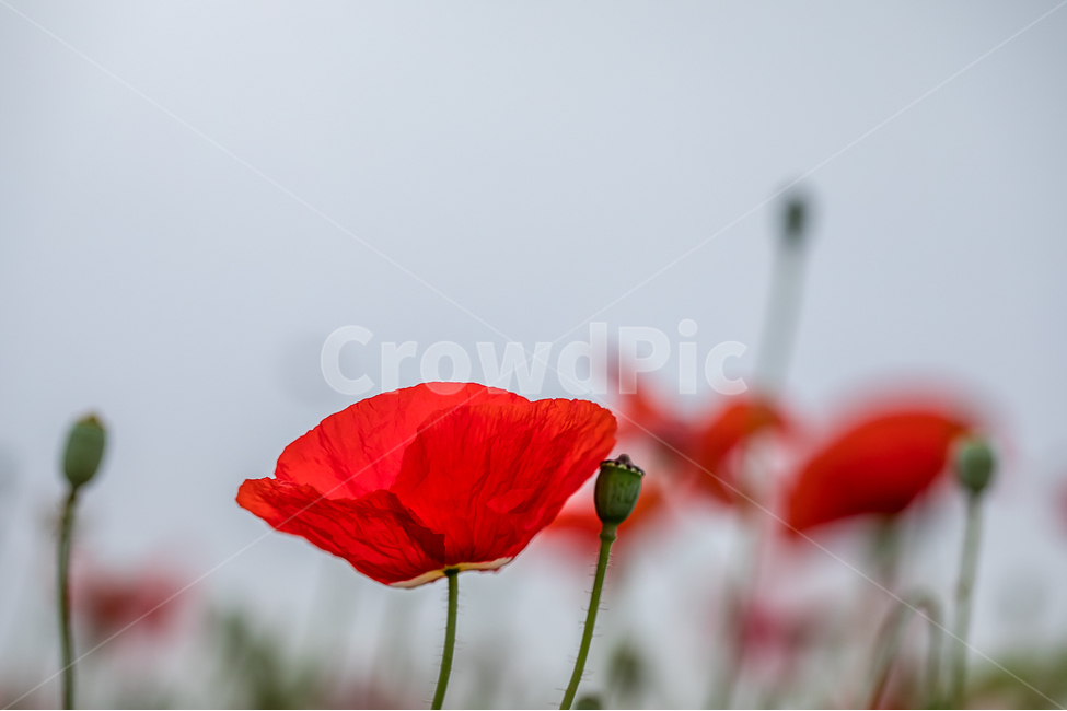 자연,꽃,양귀비,꽃양귀비,물의정원,접사,마크로,꽃잎,식물,nature,plant,macro,식물,자연,plants,nature,꽃,flower