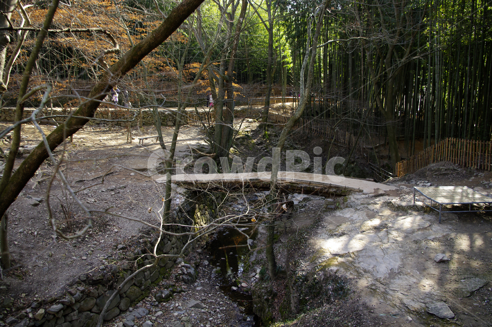 다리,계곡,대나무,바위,풍경,자연,풍경,nature,landscape,ground,바닥,plant,식물,tree,나무
