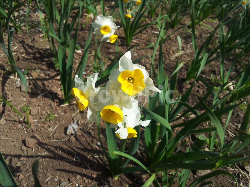 수선화,꽃,봄,제주꽃,백합목,설중화,자연,flower