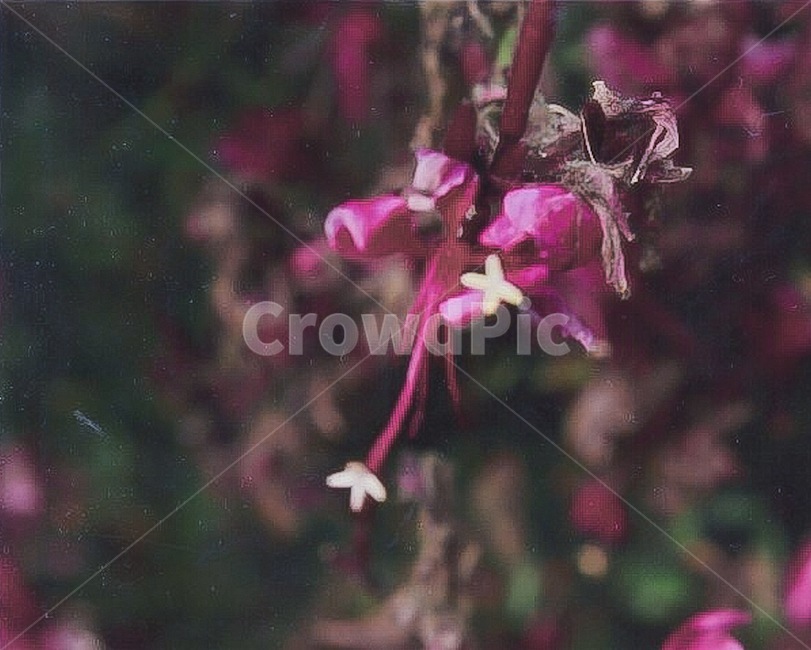 꽃,flower,plant,식물,붉은색