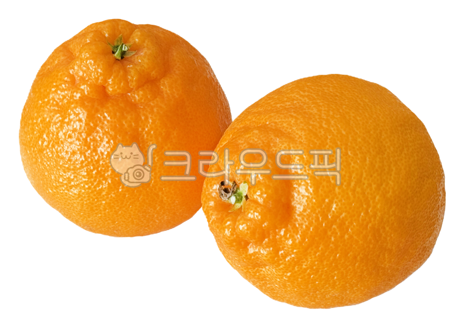 한라봉,제주도한라봉,제주한라봉,제주감귤,감귤,제주도,제주,과일,달콤한과일,jeju,fruit,tangerine