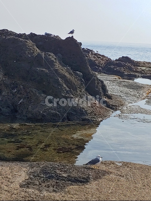 독도,섬,돌산,바닷가,울릉도,바위,갈매기,자연,풍경,nature,landscape,promontory,곶,animal,동물,bird,새