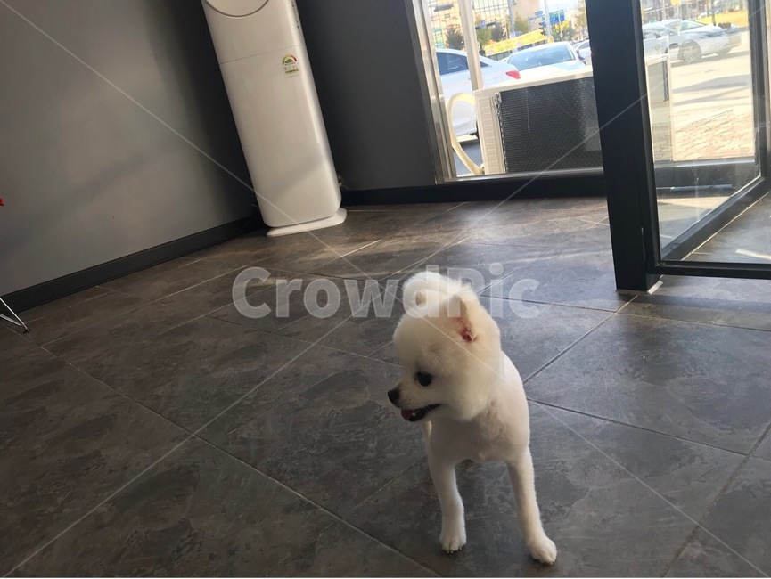 강아지,dog,pet,애완견,포메라니안,포메,화이트포메라니안,화이트포메,동물,animal,포유류,mammal,개,강아지,dog,doggy