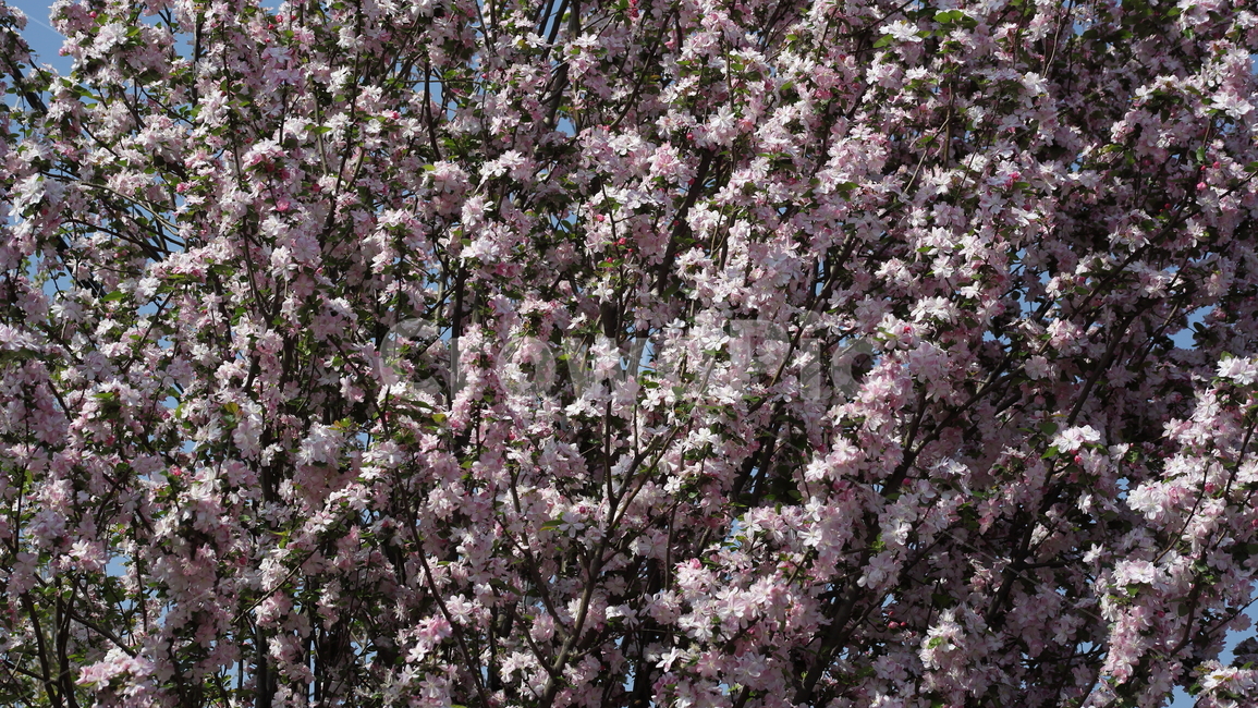 서부해당화,꽃아그배나무,꽃사과나무,봄,crabapple