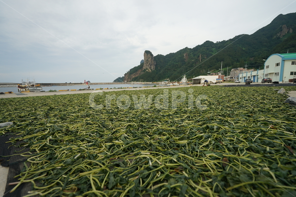 울릉도,취나물,현포,바다,동해,시골,마을,풍경,landscape,country,rural,town