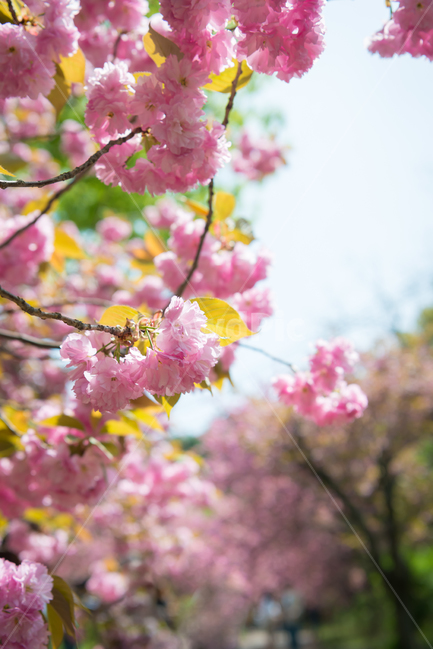 봄,자연,야외,공원,spring,nature,벚꽃,겹벚꽃,핑크,분홍색,pink,꽃,계절,식물,풍경,빛,season,plants,flower,감성,sensible,feeling,하늘,sky,봄,계절,spring,season,plant