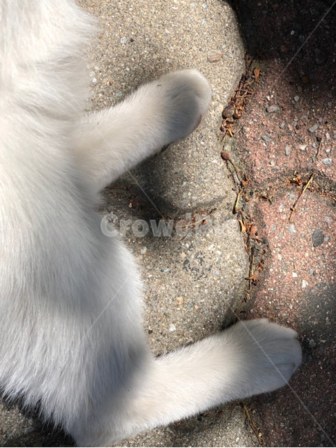 고양이,고양이발,cat,paw,catpaw