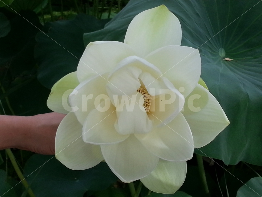 연꽃,연잎,세미원,흰색,연등,식물,자연,plants,nature,꽃,flower